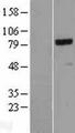 NCAPH / CAP-H Protein - Western validation with an anti-DDK antibody * L: Control HEK293 lysate R: Over-expression lysate