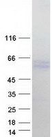 NCAPH2 / CAP-H2 Protein - Purified recombinant protein NCAPH2 was analyzed by SDS-PAGE gel and Coomassie Blue Staining