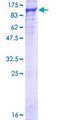 NCBP1 / CBP80 Protein - 12.5% SDS-PAGE of human NCBP1 stained with Coomassie Blue