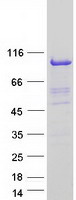 NCBP1 / CBP80 Protein - Purified recombinant protein NCBP1 was analyzed by SDS-PAGE gel and Coomassie Blue Staining