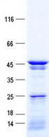 NCF1 / p47phox / p47 phox Protein