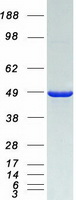 NCF1 / p47phox / p47 phox Protein - Purified recombinant protein NCF1 was analyzed by SDS-PAGE gel and Coomassie Blue Staining