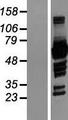 NCF2 / NOXA2 / p67phox Protein - Western validation with an anti-DDK antibody * L: Control HEK293 lysate R: Over-expression lysate