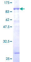 NCF2 / NOXA2 / p67phox Protein - 12.5% SDS-PAGE of human NCF2 stained with Coomassie Blue