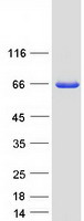 NCF2 / NOXA2 / p67phox Protein - Purified recombinant protein NCF2 was analyzed by SDS-PAGE gel and Coomassie Blue Staining