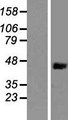 NCK1 / NCK Protein - Western validation with an anti-DDK antibody * L: Control HEK293 lysate R: Over-expression lysate