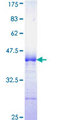 NCK1 / NCK Protein - 12.5% SDS-PAGE Stained with Coomassie Blue.