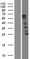 NCKAP5 Protein - Western validation with an anti-DDK antibody * L: Control HEK293 lysate R: Over-expression lysate