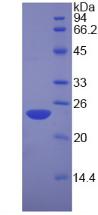 NCL / Nucleolin Protein - Recombinant Nucleolin By SDS-PAGE