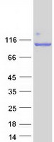 NCL / Nucleolin Protein - Purified recombinant protein NCL was analyzed by SDS-PAGE gel and Coomassie Blue Staining