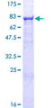 NCLN Protein - 12.5% SDS-PAGE of human NCLN stained with Coomassie Blue