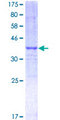 NCOA3 / SRC-3 / AIB1 Protein - 12.5% SDS-PAGE Stained with Coomassie Blue.