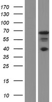 NCOA5 Protein - Western validation with an anti-DDK antibody * L: Control HEK293 lysate R: Over-expression lysate