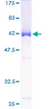 NCOA5 Protein - 12.5% SDS-PAGE of human NCOA5 stained with Coomassie Blue