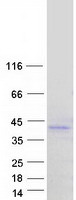 NCR1 / NKP46 Protein - Purified recombinant protein NCR1 was analyzed by SDS-PAGE gel and Coomassie Blue Staining