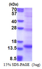 NCR2 / NKP44 Protein