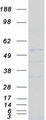 NCR2 / NKP44 Protein - Purified recombinant protein NCR2 was analyzed by SDS-PAGE gel and Coomassie Blue Staining