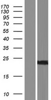NCS1 / Neuronal Calcium Sensor Protein - Western validation with an anti-DDK antibody * L: Control HEK293 lysate R: Over-expression lysate