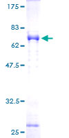 NDE1 Protein - 12.5% SDS-PAGE of human NDE1 stained with Coomassie Blue