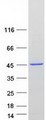 NDE1 Protein - Purified recombinant protein NDE1 was analyzed by SDS-PAGE gel and Coomassie Blue Staining