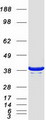 NDE1 Protein - Purified recombinant protein NDE1 was analyzed by SDS-PAGE gel and Coomassie Blue Staining