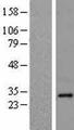 NDFIP1 / N4WBP5 Protein - Western validation with an anti-DDK antibody * L: Control HEK293 lysate R: Over-expression lysate