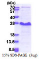 NDFIP1 / N4WBP5 Protein