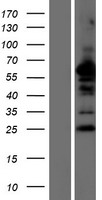 NDFIP2 Protein - Western validation with an anti-DDK antibody * L: Control HEK293 lysate R: Over-expression lysate