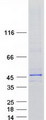 NDN / Necdin Protein - Purified recombinant protein NDN was analyzed by SDS-PAGE gel and Coomassie Blue Staining