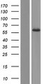 NDOR1 Protein - Western validation with an anti-DDK antibody * L: Control HEK293 lysate R: Over-expression lysate