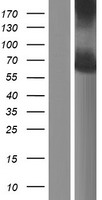 NDOR1 Protein - Western validation with an anti-DDK antibody * L: Control HEK293 lysate R: Over-expression lysate