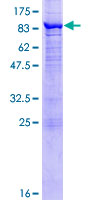 NDOR1 Protein - 12.5% SDS-PAGE of human NDOR1 stained with Coomassie Blue