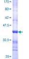 NDOR1 Protein - 12.5% SDS-PAGE Stained with Coomassie Blue.