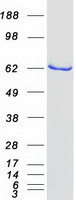 NDOR1 Protein - Purified recombinant protein NDOR1 was analyzed by SDS-PAGE gel and Coomassie Blue Staining