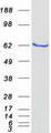 NDOR1 Protein - Purified recombinant protein NDOR1 was analyzed by SDS-PAGE gel and Coomassie Blue Staining