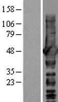 NDRG1 Protein - Western validation with an anti-DDK antibody * L: Control HEK293 lysate R: Over-expression lysate