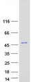 NDRG1 Protein - Purified recombinant protein NDRG1 was analyzed by SDS-PAGE gel and Coomassie Blue Staining