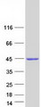 NDRG2 Protein - Purified recombinant protein NDRG2 was analyzed by SDS-PAGE gel and Coomassie Blue Staining