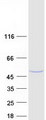 NDRG2 Protein - Purified recombinant protein NDRG2 was analyzed by SDS-PAGE gel and Coomassie Blue Staining