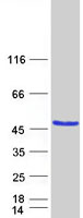 NDRG2 Protein - Purified recombinant protein NDRG2 was analyzed by SDS-PAGE gel and Coomassie Blue Staining
