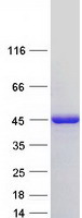 NDRG2 Protein - Purified recombinant protein NDRG2 was analyzed by SDS-PAGE gel and Coomassie Blue Staining
