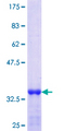 NDRG3 Protein - 12.5% SDS-PAGE Stained with Coomassie Blue.