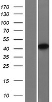 NDRG4 Protein - Western validation with an anti-DDK antibody * L: Control HEK293 lysate R: Over-expression lysate