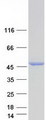 NDRG4 Protein - Purified recombinant protein NDRG4 was analyzed by SDS-PAGE gel and Coomassie Blue Staining
