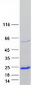 NDSP / FAM163A Protein - Purified recombinant protein FAM163A was analyzed by SDS-PAGE gel and Coomassie Blue Staining