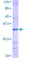 NDST3 Protein - 12.5% SDS-PAGE Stained with Coomassie Blue.