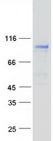NDST3 Protein - Purified recombinant protein NDST3 was analyzed by SDS-PAGE gel and Coomassie Blue Staining