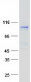 NDST3 Protein - Purified recombinant protein NDST3 was analyzed by SDS-PAGE gel and Coomassie Blue Staining