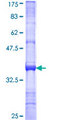 NDST4 Protein - 12.5% SDS-PAGE Stained with Coomassie Blue.