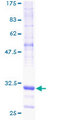 NDUFA1 Protein - 12.5% SDS-PAGE of human NDUFA1 stained with Coomassie Blue